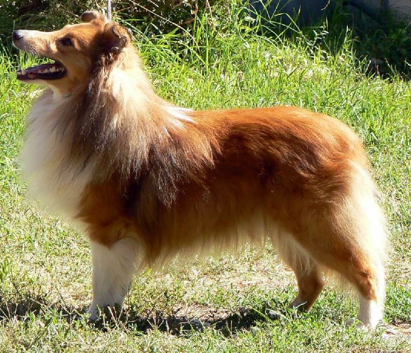 rivermist Galahad the grail knight