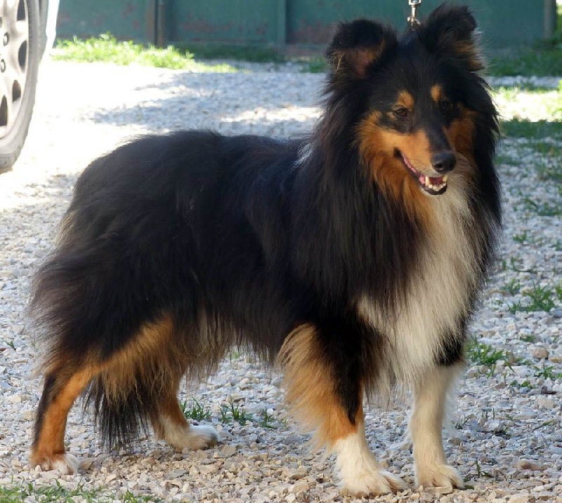 Heart of black king léo Des mille eclats des tournesol