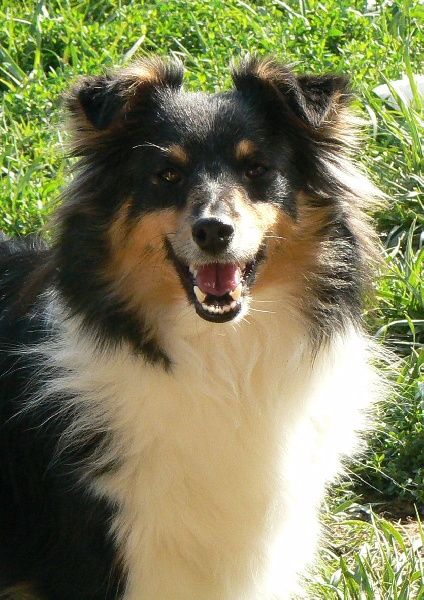 Aphrodite my deesse Des mille eclats des tournesol