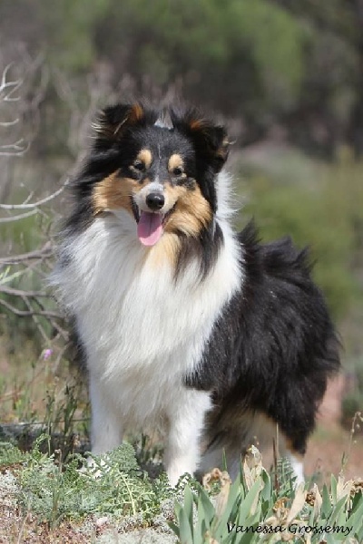 Indomptable angélique Des mille eclats des tournesol