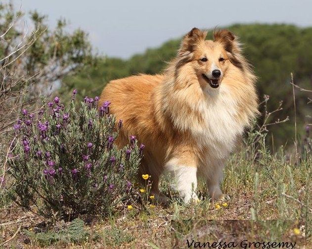 CH. Emilie jolie my princess Des mille eclats des tournesol