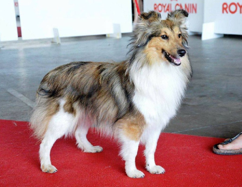 La belle au bois dormant Des mille eclats des tournesol