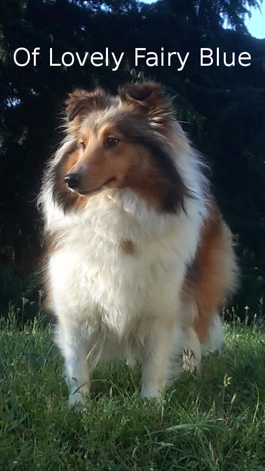 Lovely lady Des mille eclats des tournesol