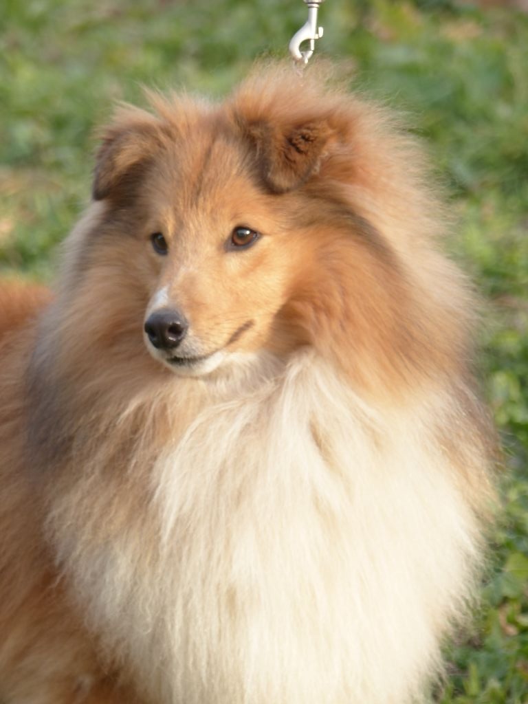 Odin golden king Des mille eclats des tournesol