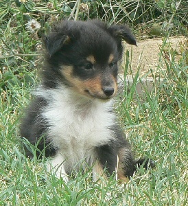 Des mille eclats des tournesol - chiots disponibles