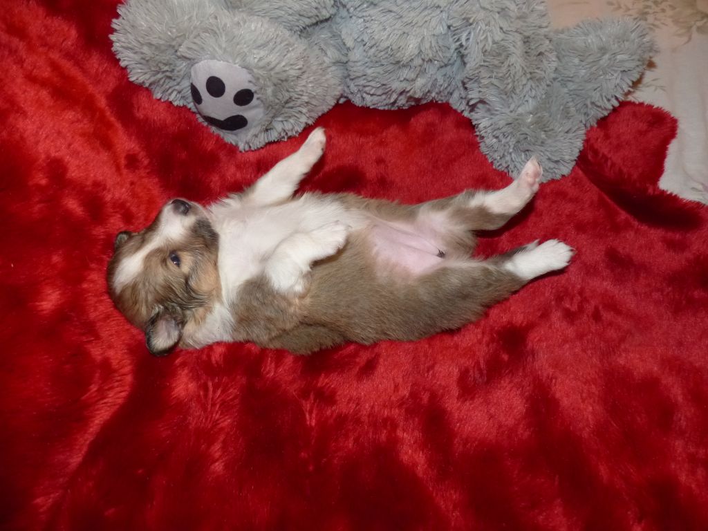 Des mille eclats des tournesol - Photos bebes Sophie, Lady..