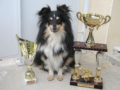 Des mille eclats des tournesol - Diva , vice championne régionale