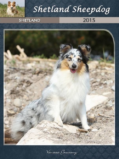 Des mille eclats des tournesol - Calendriers 2015