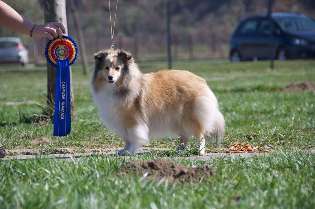 Des mille eclats des tournesol - Une nouvelle championne