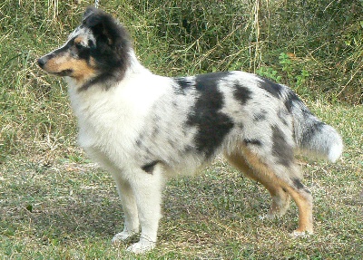 Des mille eclats des tournesol - Proud to be blue di Selvaspina ( Emir)