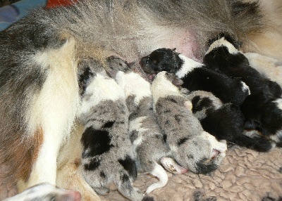 Des mille eclats des tournesol - Bientôt des bébés Bleus et tricolores