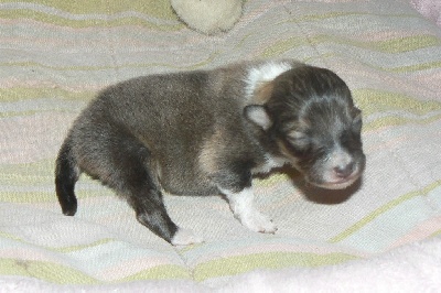 Des mille eclats des tournesol - Chiots Disponibles