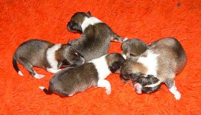 Des mille eclats des tournesol - premiers bébés de Nicky