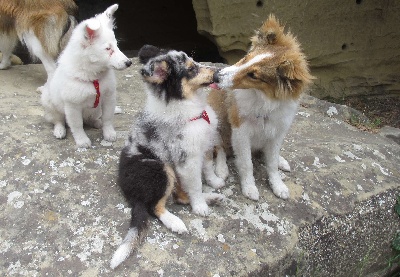 Des mille eclats des tournesol - Horus, Guessy , et cie