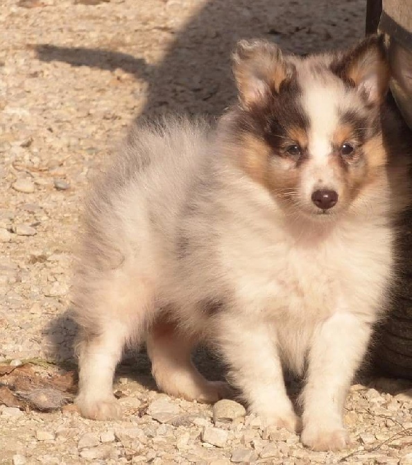 Des mille eclats des tournesol - Disponible superbe mâle bleu merle