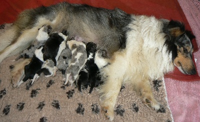Des mille eclats des tournesol - chiots Duchesse
