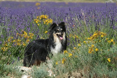 Des mille eclats des tournesol - Adieu Diva, adieu ma championne au grand coeur