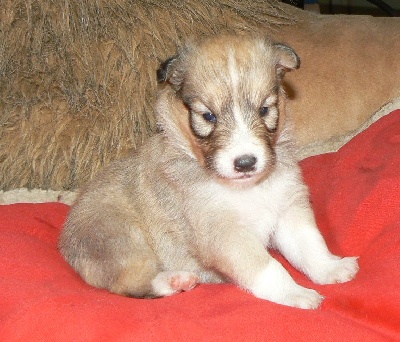 Des mille eclats des tournesol - Chiots disponibles
