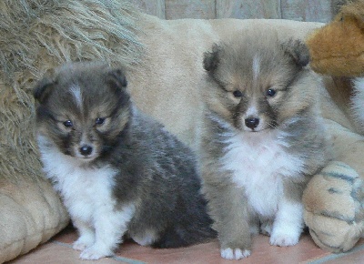 Des mille eclats des tournesol - chiots disponibles chez nos amis