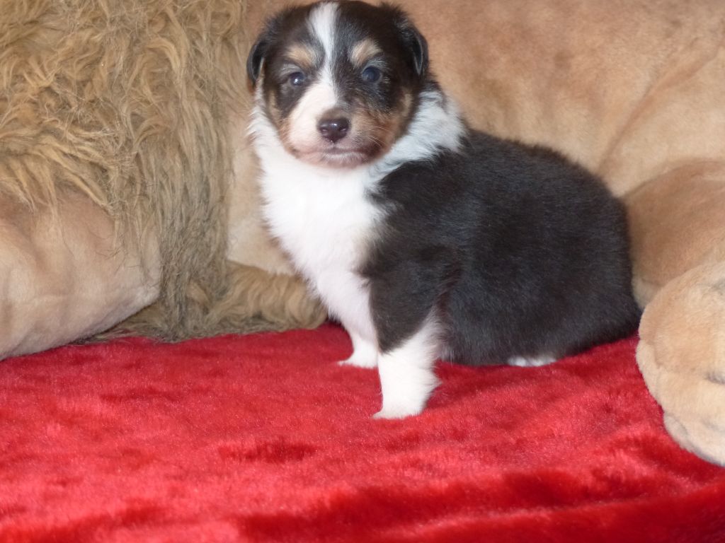 Des mille eclats des tournesol - Photos chiots