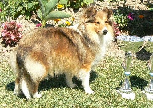 Des mille eclats des tournesol - Une nouvelle championne