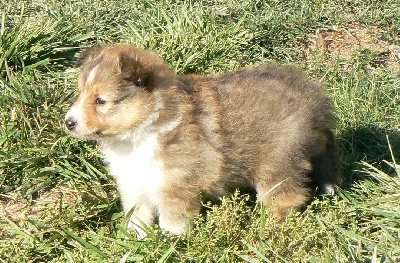 Des mille eclats des tournesol - chiot