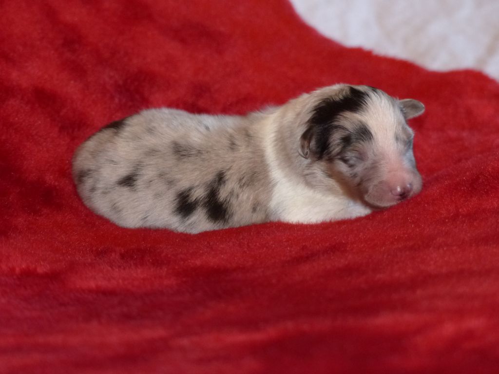 Des mille eclats des tournesol - Photos chiots