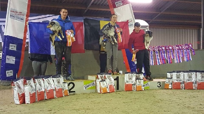 Des mille eclats des tournesol - Arnaud et Héos à l'international Sheltie