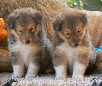 Des mille eclats des tournesol - photos chiots Altesse et Junior