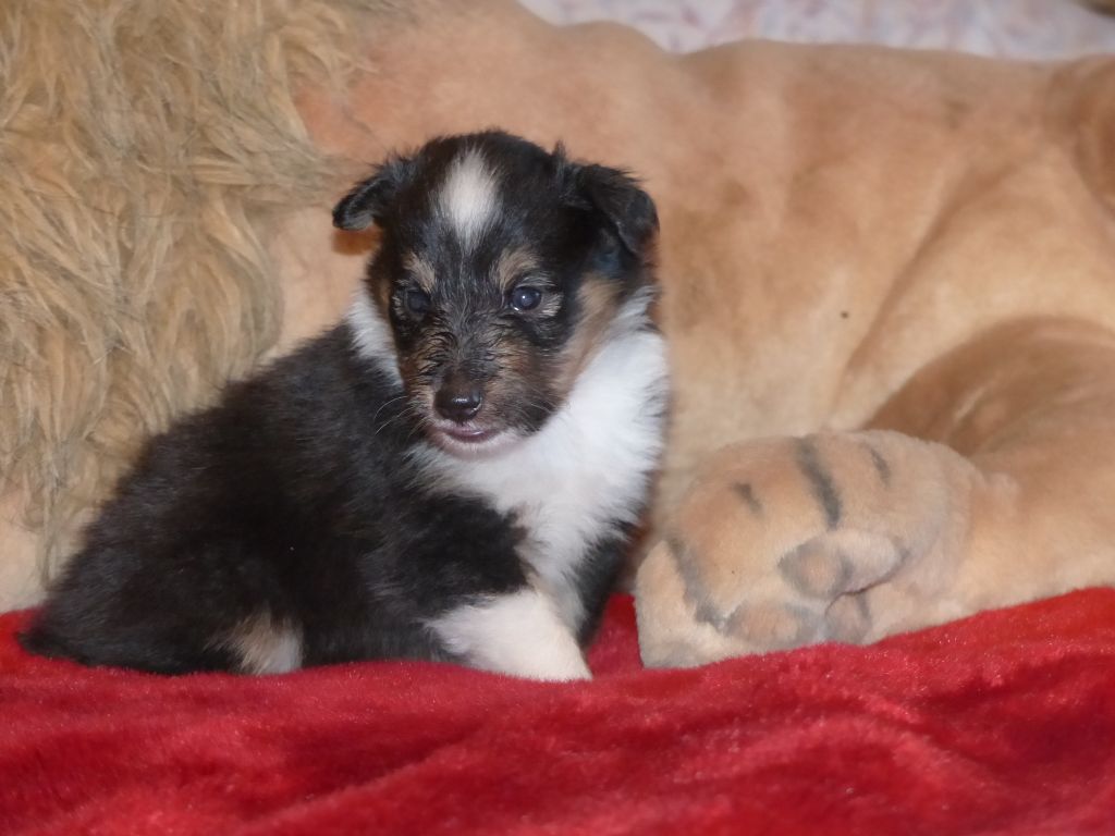 Des mille eclats des tournesol - Photos chiots