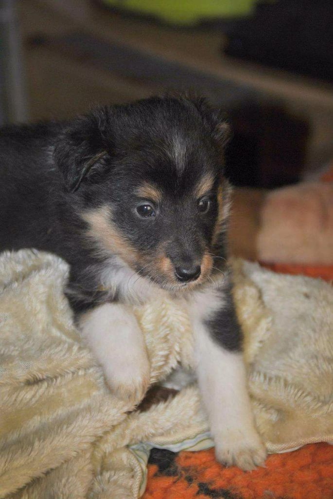 Des mille eclats des tournesol - Chiots Ginger