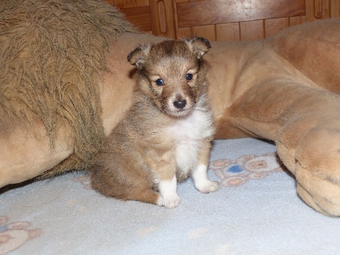 Des mille eclats des tournesol - Chiots disponibles