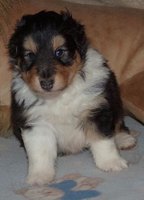 Des mille eclats des tournesol - Chiots disponibles pour compagnie