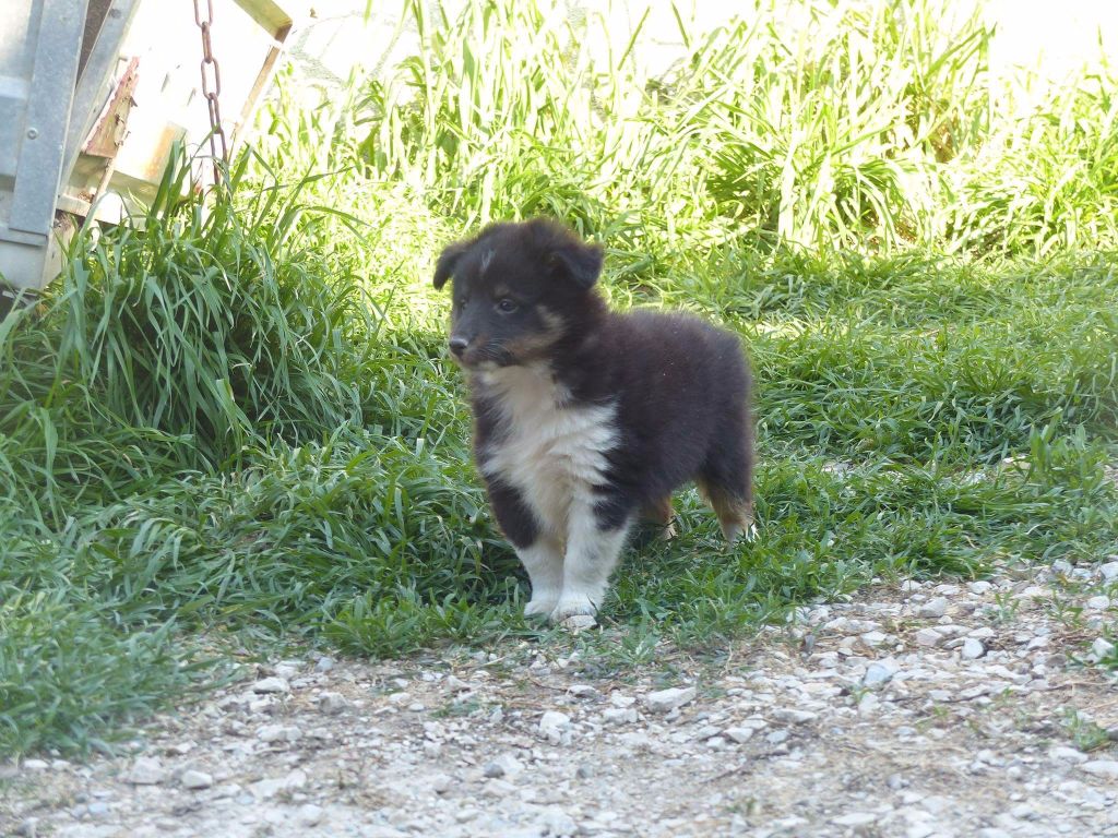 Des mille eclats des tournesol - chiots disponibles