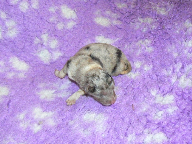 Des mille eclats des tournesol - Bébés Ginger et Léo