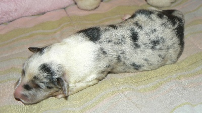 Des mille eclats des tournesol - Photos chiots