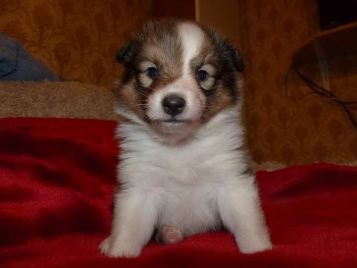 Des mille eclats des tournesol - Nouvelles photos chiots