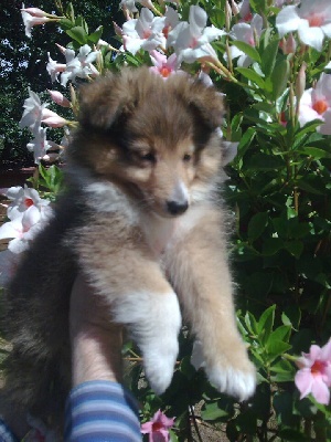 Des mille eclats des tournesol - chiots disponibles