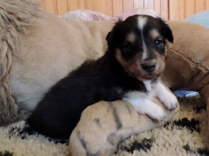 Des mille eclats des tournesol - Photos Chiots