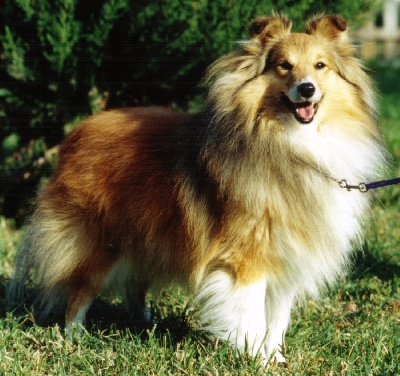 Des mille eclats des tournesol - Best in Show Veteran