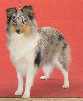 Des mille eclats des tournesol - Best puppy in show