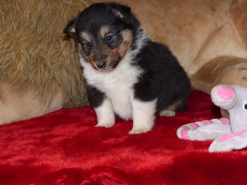Des mille eclats des tournesol - Chiots disponibles 