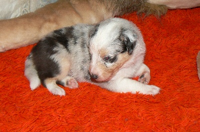 Des mille eclats des tournesol - Photos des chiots