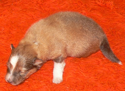 Des mille eclats des tournesol - Photos des chiots