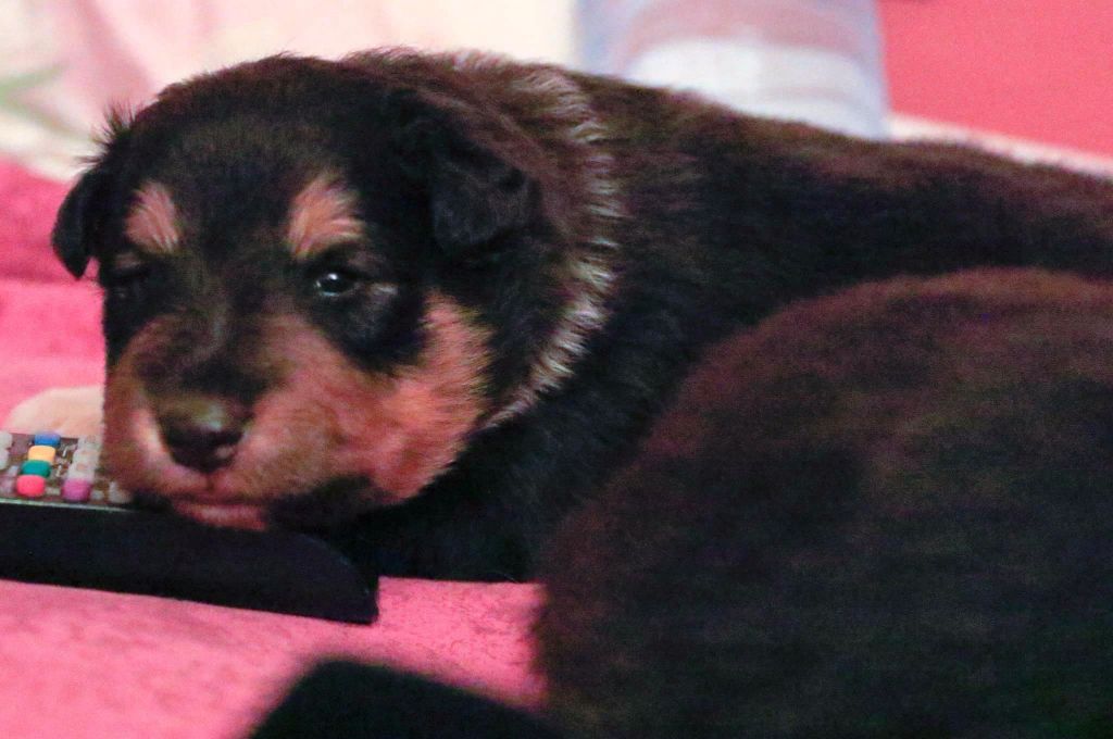 Des mille eclats des tournesol - photos chiots