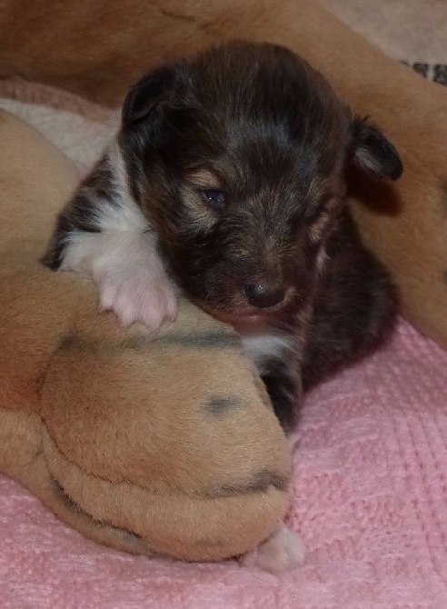 Des mille eclats des tournesol - photos chiots