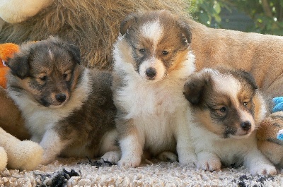 Des mille eclats des tournesol - photos bébés Cookie et Excalibur