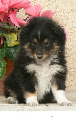 Des mille eclats des tournesol - Missy.....