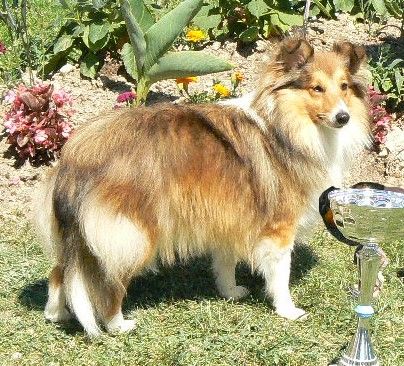 Des mille eclats des tournesol - Championnat du Monde