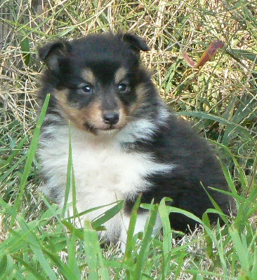 Des mille eclats des tournesol - Photos des chiots